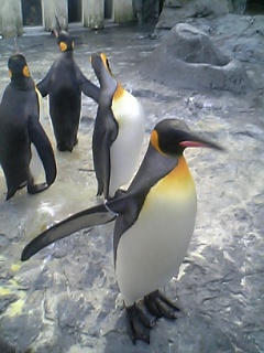 キングペンギン１