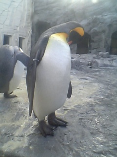 キングペンギン２