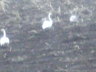 屈斜路湖半の畑の白鳥１