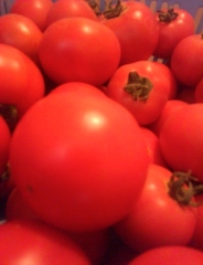 収穫直後のトマト