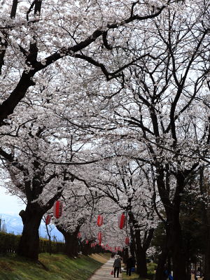 常願寺公園桜
