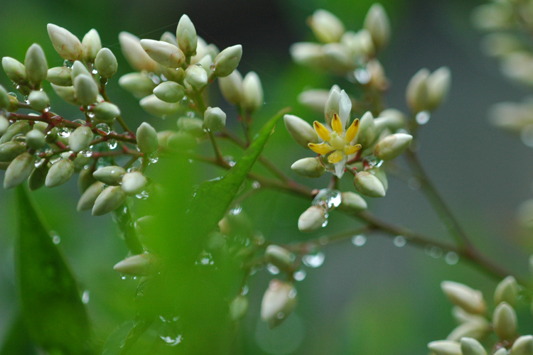 08雨に咲く南天の花
