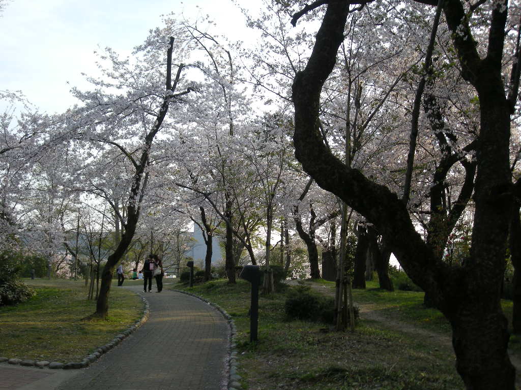 古城公園の桜２