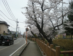 呉羽駅前の桜