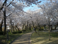 2013古城公園の桜