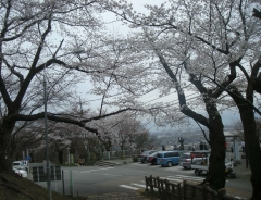呉羽山の桜