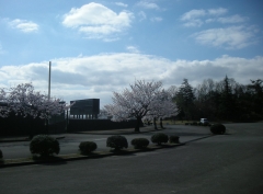城光寺の桜