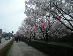 古城公園の桜2012