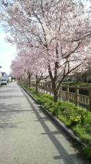 千保川の桜