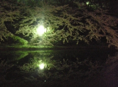 堀沿いの夜桜