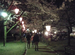 古城公園の夜桜2011