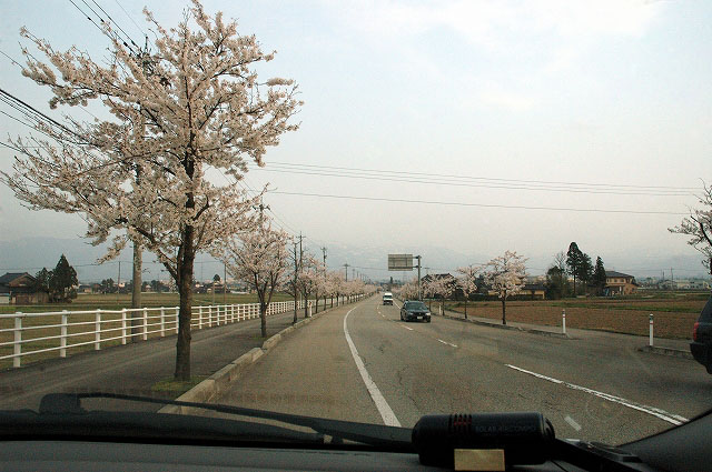 国道３０４桜並木